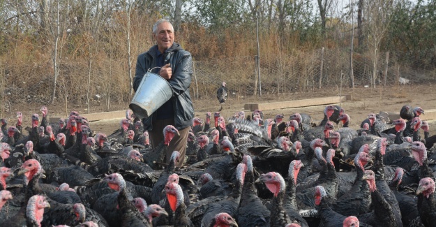 Emekli öğretmen Kurduğu Çiftlikte Organik Hindi Yetiştiriyor