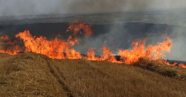 Silivri'de Ot Yangını Paniğe Sebep Oldu