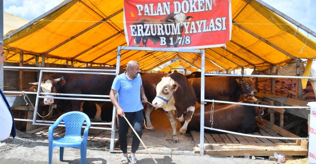 BEYLİKDÜZÜ’NDE KURBAN SATIŞ VE KESİM ALANI BAYRAMA HAZIR