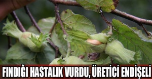 Fındığı hastalık vurdu, üretici endişeli