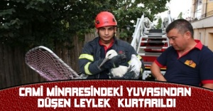 Cami minaresindeki yuvasından düşen leylek  kurtarıldı