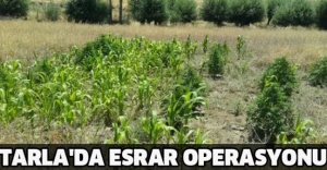 Tarla'da esrar operasyonu