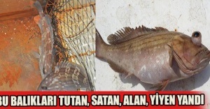 Bu Balıkları Tutan, Satan, Alan, Yiyen Yandı