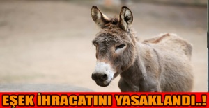 EŞEK İHRACATINI YASAKLANDI..!