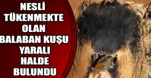 Nesli tükenmekte olan kuş yaralı halde bulundu