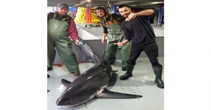 Tekirdağ’da denizden ’jaws’ çıktı