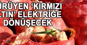 Çürüyen ‘kırmızı altın’ elektriğe dönüşecek
