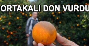 Portakalı don vurdu