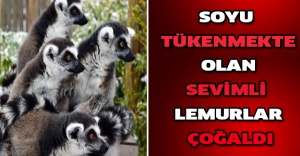 Soyu tükenmekte olan sevimli lemurlar çoğaldı