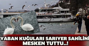 YABAN KUĞULARI SARIYER SAHİLİNİ MESKEN TUTTU..!