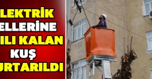 Elektrik tellerine asılı kalan kuş kurtarıldı