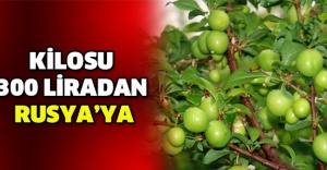 Kilosu 300 liradan Rusya’ya