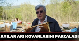 Ayılar arı kovanlarını parçaladı