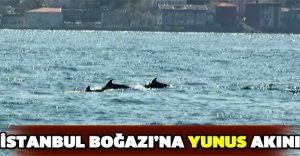 İstanbul Boğazı’na yunus akını