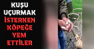 Kuşu uçurmak isterken köpeğe yem ettiler