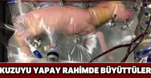 Kuzuyu yapay rahimde büyüttüler