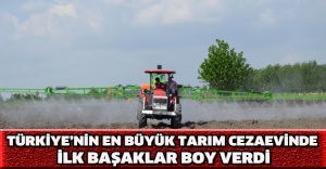 Türkiye’nin en büyük tarım cezaevinde ilk başaklar boy verdi