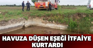 Havuza düşen eşeği itfaiye kurtardı