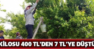 Kilosu 400 TL’den 7 TL’ye düştü