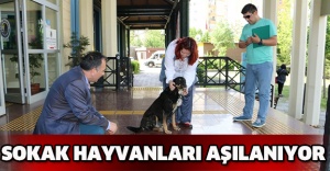 SOKAK HAYVANLARI AŞILANIYOR