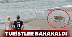 Turistler bakakaldı