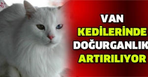 Van kedilerinde doğurganlık artırılıyor