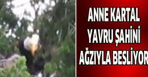 Anne kartal yavru şahini ağzıyla besliyor