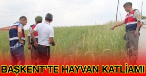 Başkent’te hayvan katliamı
