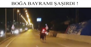Boğa bayramı şaşırdı !