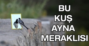 Bu kuş ayna meraklısı