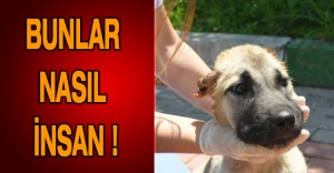 Bunlar nasıl insan !