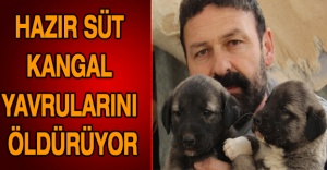 Hazır süt kangal yavrularını öldürüyor