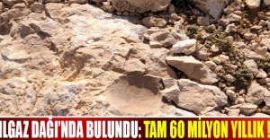 Ilgaz Dağı’nda bulundu: Tam 60 milyon yıllık !