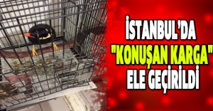 İstanbul’da "Konuşan Karga" ele geçirildi