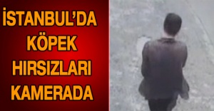İstanbul’da köpek hırsızları kamerada