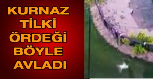 Kurnaz tilki ördeği böyle avladı