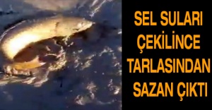 Sel suları çekilince tarlasından sazan çıktı