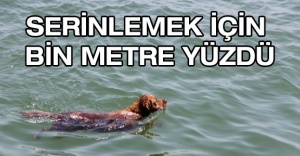 Serinlemek için bin metre yüzdü