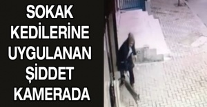 Sokak kedilerine uygulanan şiddet kamerada