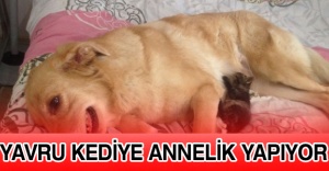 Yavru kediye annelik yapıyor