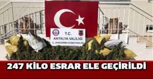 247 kilo esrar ele geçirildi