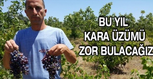 Bu yıl kara üzümü zor bulacağız