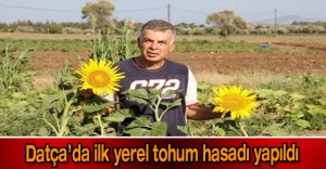 Datça’da ilk yerel tohum hasadı yapıldı