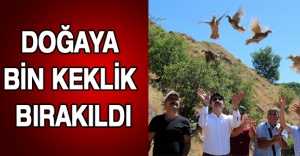 Doğaya bin keklik bırakıldı