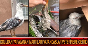 Doludan yaralanan martıları vatandaşlar veterinere getirdi