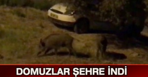 Domuzlar şehre indi