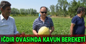 Iğdır Ovasında kavun bereketi
