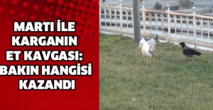 Martı ile karganın et kavgası: Bakın hangisi kazandı