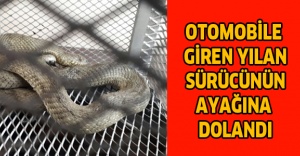 Otomobile giren yılan sürücünün ayağına dolandı