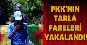 PKK’nın tarla fareleri yakalandı